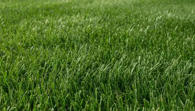 Close-up of freshly mowed grass blades showing precision lawn care by Chop Chop Landscaping in Allentown PA