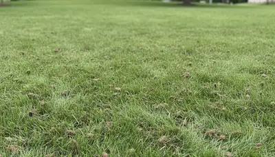 Healthy lawn recovering after professional aeration service by Chop Chop Landscaping in Allentown, PA