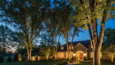 Mature trees with landscape uplighting at night by Chop Chop Landscaping in Allentown, PA